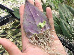 植物非試管快繁技術 植物非試管快繁技術