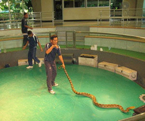 泰國毒蛇研究中心 泰國毒蛇研究中心