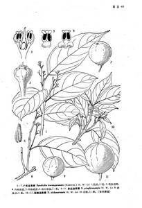 屏邊油果樟 屏邊油果樟