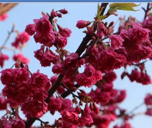 台灣牡丹櫻 台灣牡丹櫻