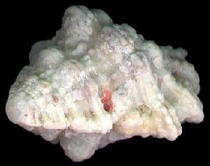 血跡蛙螺 血跡蛙螺