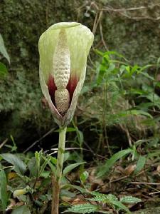 天南星科 麒麟尾