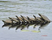 七隻烏龜肩搭肩排隊取暖似跳舞