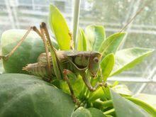 蟈蟈[螽斯科大型鳴蟲通稱]