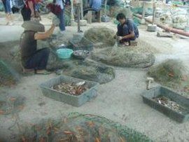 三天打魚,兩天曬網 三天打魚,兩天曬網