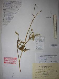 刺尖前胡 刺尖前胡