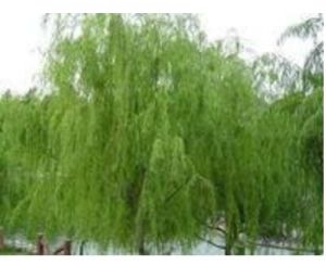 汶川柳 汶川柳