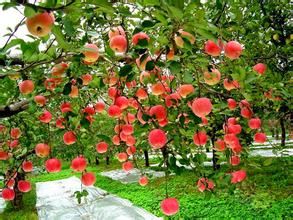 柏嘉果園 柏嘉果園