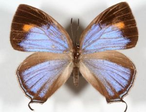 菱川何華灰蝶 菱川何華灰蝶