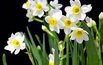 旱水仙根 旱水仙根