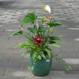 組合盆栽 組合盆栽