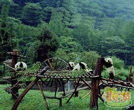 陝西漢中大熊貓自然保護區 陝西漢中大熊貓自然保護區