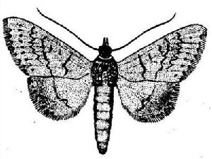 竹雲紋野螟 竹雲紋野螟