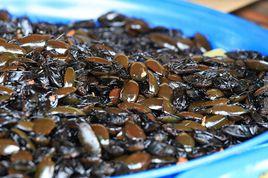 油炸水蟑螂 油炸水蟑螂