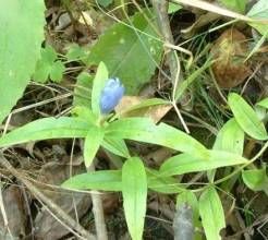筒花龍膽 筒花龍膽