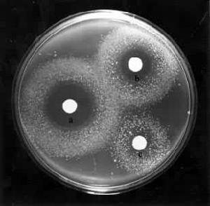 毒理遺傳學 毒理遺傳學