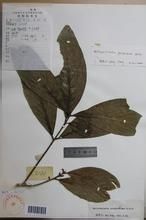 紫葉瓊楠 紫葉瓊楠