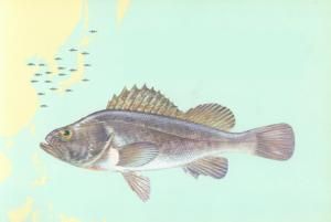 褐九棘鱸 褐九棘鱸