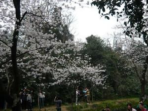 武大櫻花園