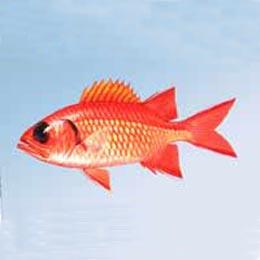 白邊鋸鱗魚 白邊鋸鱗魚