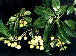 海南油柑 海南油柑