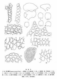 彎葉鞭苔 彎葉鞭苔