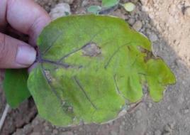 茄子早疫病 茄子早疫病