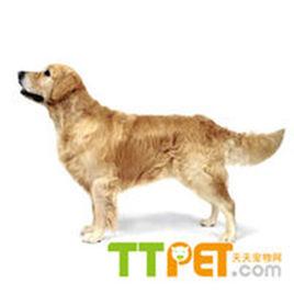 天天寵物網 天天寵物網