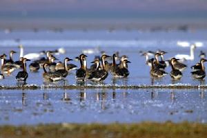 東洞庭湖自然保護區