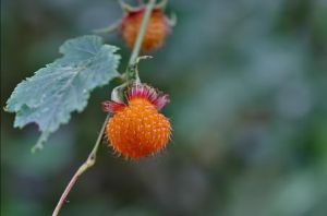 刺萼懸鉤子(原變種) 刺萼懸鉤子(原變種)