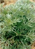 多花蒿系 多花蒿系