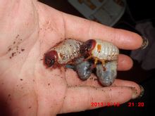 左姬兜蟲幼蟲，右獨角仙幼蟲