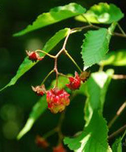 宜昌懸鉤子 宜昌懸鉤子