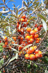 胡頹子科 胡頹子科