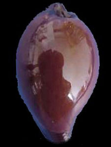 美拉尼西亞寶螺 美拉尼西亞寶螺