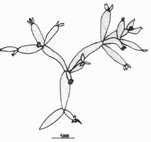 節附鏈藻 節附鏈藻