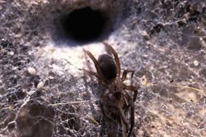 縮網蛛科 縮網蛛科