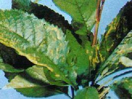 櫻桃褐腐病 櫻桃褐腐病