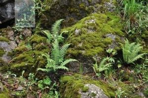 大羽金星蕨(變種)