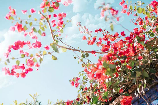 我在大理，等風等雨也等你。