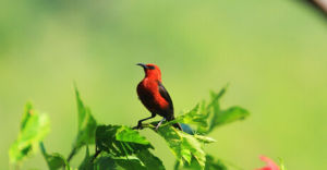 紅枕攝蜜鳥 紅枕攝蜜鳥