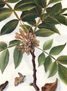 五倍子提取物 五倍子提取物