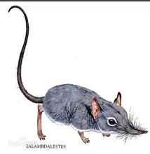 重褶齒蝟 重褶齒蝟