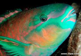 鸚鵡鸚嘴魚 鸚鵡鸚嘴魚