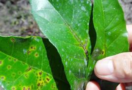 黃皮炭疽病 黃皮炭疽病