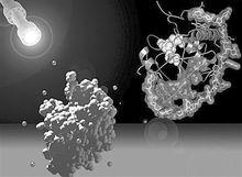 乳酸克魯維酵母