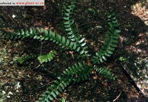 華北耳蕨 華北耳蕨