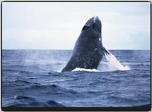 黑露脊鯨形態圖