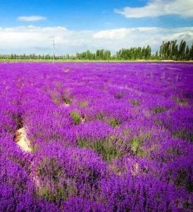解憂公主薰衣草香草園 解憂公主薰衣草香草園