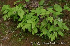 箭葉淫羊藿 箭葉淫羊藿